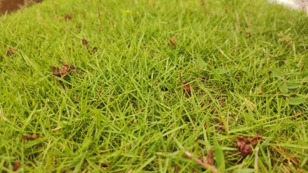 istock burial ground covered with green grass 2053031632