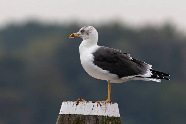 istock Single lesser black-backed gull standing on a wooden bollard 2053034322