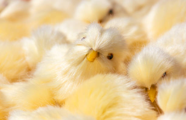 chickens on the farm, close-up.