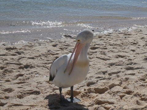 Beautiful curious white pelican opening his mouth on the beach on a sunny day