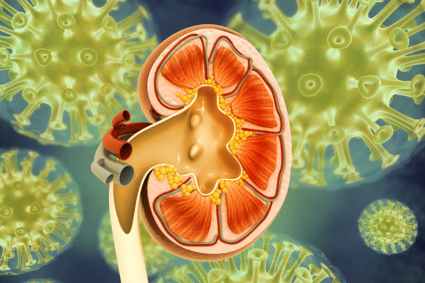 istock human kidneys cross-section, Medically accurate 3d illustration 2053049022