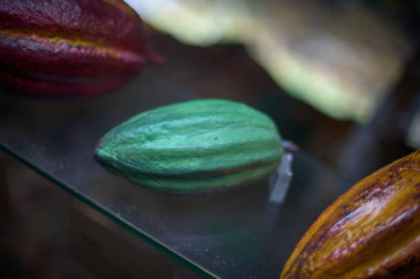 A ripe and colorful cocoa fruit in the foreground along with two others in different stages of ripening, highlighting its texture and natural colors.