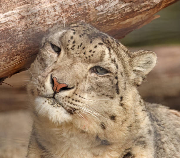 Snow Leopard in Hammock