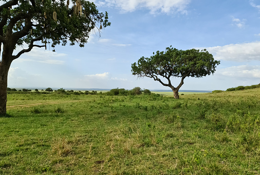 Typical African trees in the savannah of the Masai Mara Park in Kenya