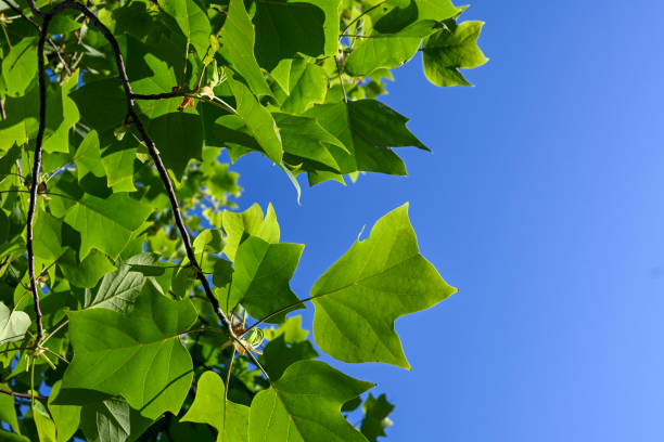 tree leaves in contrast with blue sky