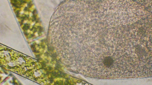 ciliate with cilia