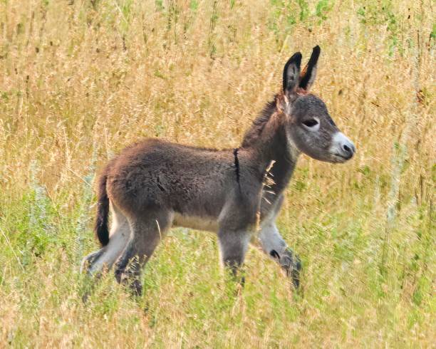 istock Wild Donkeys at Custer State Park Scenic Wildlife Loop 2053121259