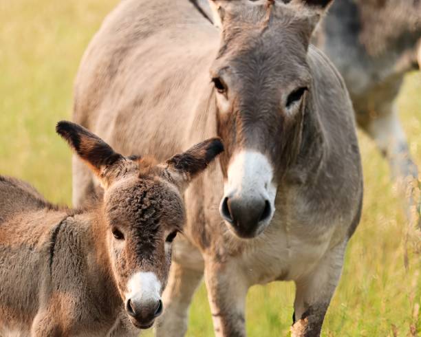 istock Wild Donkeys at Custer State Park Scenic Wildlife Loop 2053121279