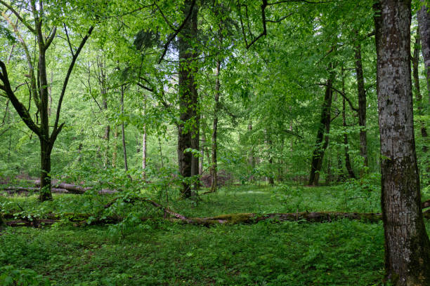 istock Old natural deciduous stand with old hornbeam trees 2053121793