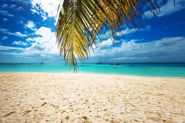 Tropical Beach in Zanzibar