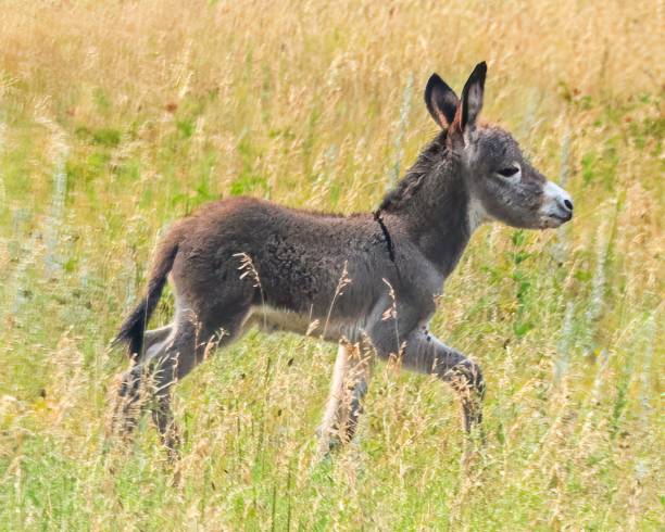 istock Wild Donkeys at Custer State Park Scenic Wildlife Loop 2053124523