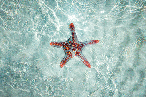 Detail of a Starfish on a Weathered Wood Background with Copy Space