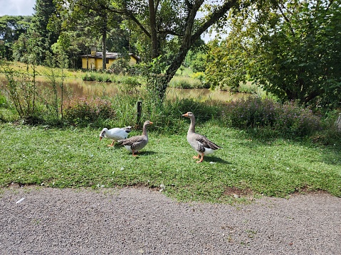rural landscape three ducks goose