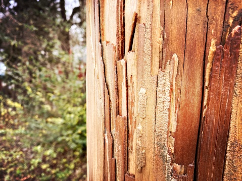 Textured Outdoor Wood Pole