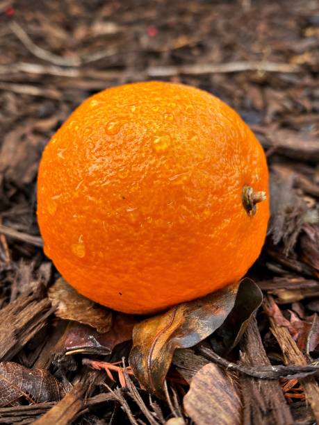 Juicy Orange Sitting on the Ground