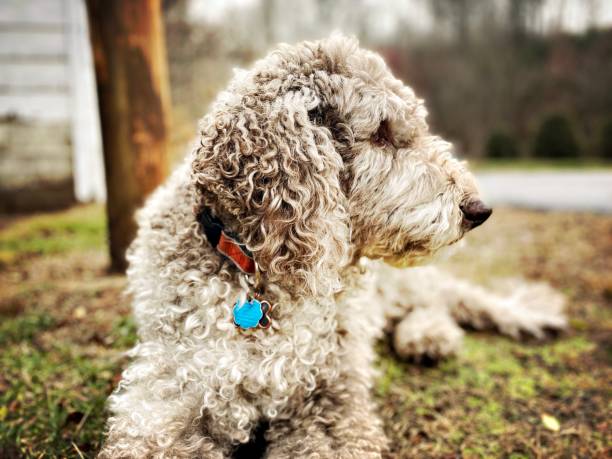 istock Labradoodle Portrait- Relaxing Outdoors 2053132972