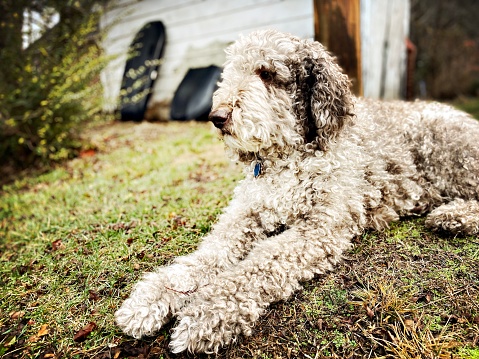 Labradoodle Portrait- Relaxing Outdoors