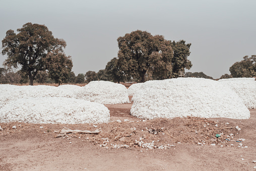 Seasonal cotton harvest in Burkina Faso