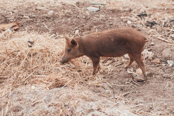 와가두구, 부르키나파소. 수도 근처 마을의 돼지 농장 - pig piglet butcher ranch 뉴스 사진 이미지