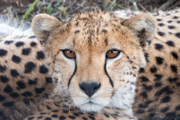 istock Tanzania, Serengeti, Cheetah head 2053142301