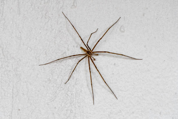 istock Tanzania, Ngorongoro, Animal, Babouk spider 2053142330