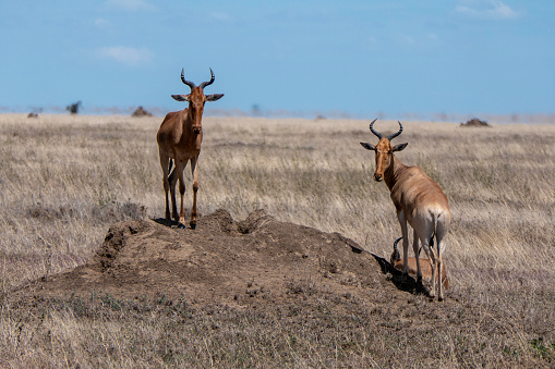 Serengeti, Tanzania, October 27, 2023. Two Coke s hartebeest or Kongoni