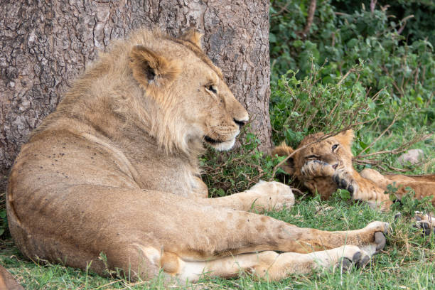 istock Tanzania, Serengeti, lion and its cub lying under a tree. 2053144601