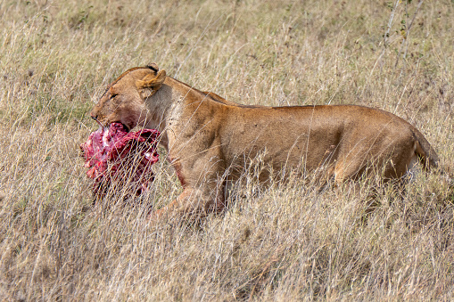 Serengeti, Tanzania, October 28, 2023. Lioness who killed a warthog