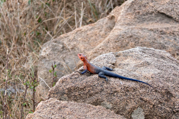 istock Tanzania, Serengeti, Agama lizard on a rock 2053144620