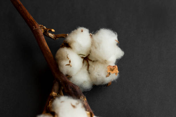 istock Natural Dry Cotton Branch on black background with copy space 2053151220