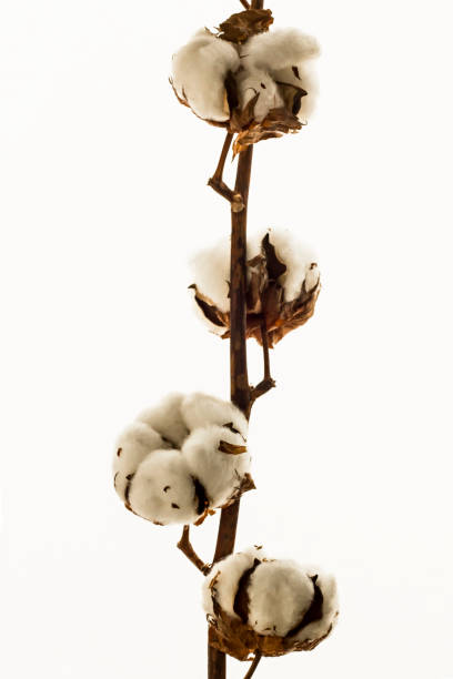 istock Natural Cotton Branch  with cotton bolls isolated on white background 2053152813