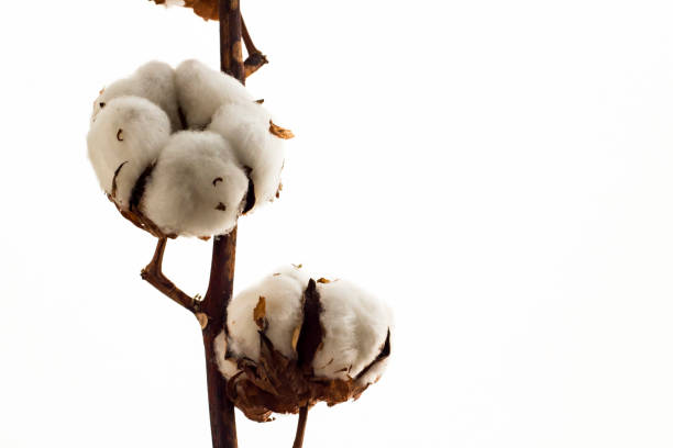 istock Natural Cotton Branch  with cotton bolls isolated on white background 2053152836