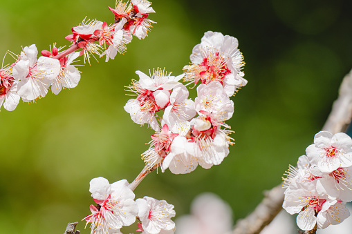 Beautiful plum blossoms blooming in a Japanese garden