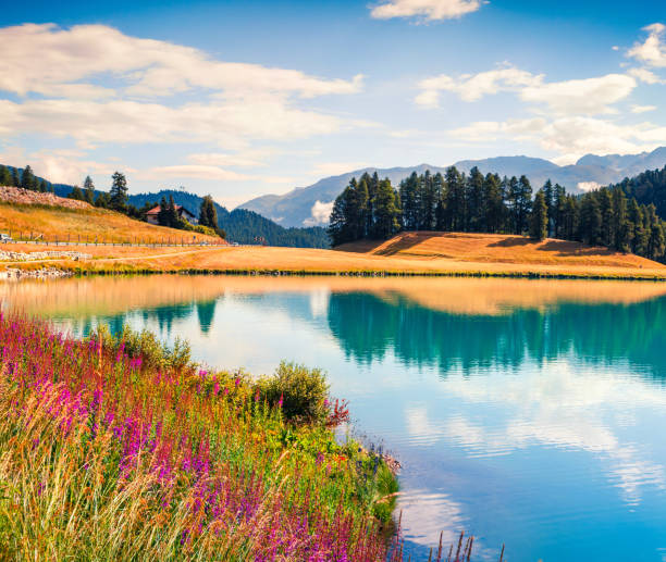 Splendid summer morning on Sils lake. Great outdoor scene in Swiss Alps, Sondrio province Lombardy region, Italy, Europe. Artistic style post processed photo.