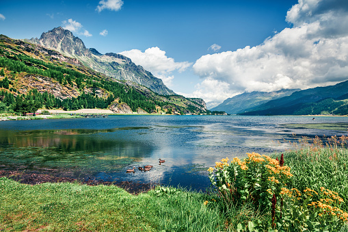Fantastic summer view of Sils lake. Picturesque outdoor scene in Swiss Alps, Sondrio province Lombardy region, Italy, Europe. Beauty of nature concept background. Instagram filter toned.