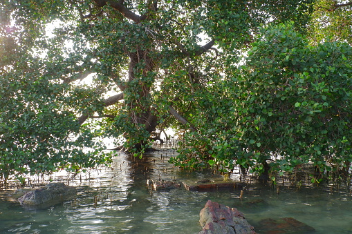Mangrove trees in the mangrove forest