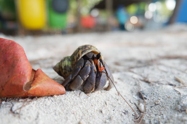 istock Hermit crab on the beach in Thailand. Selective focus. 2053190119