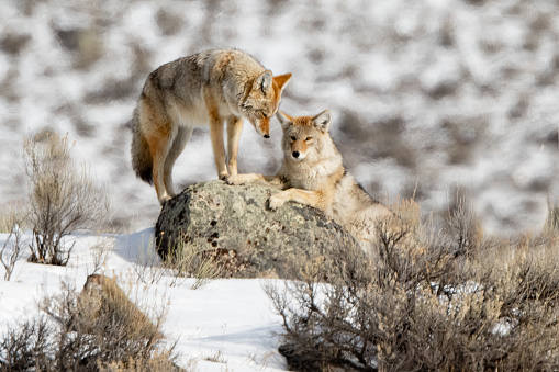 Coyote mating season interactions in Yellowstone's Lamar Valley in Wyoming in western USA of North America.