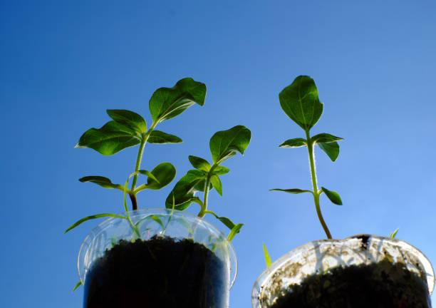 Recycle plastic glass to plant a tree, drink container can reuse with soil for seedlings growth green and environmental conservation that make global beautiful life, reduce waste to environment,