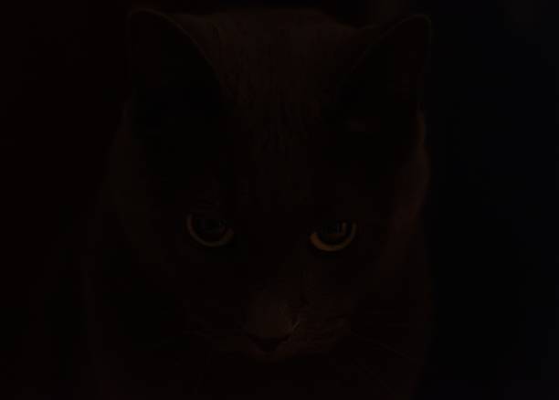 Gatto nell'ombra - Close up