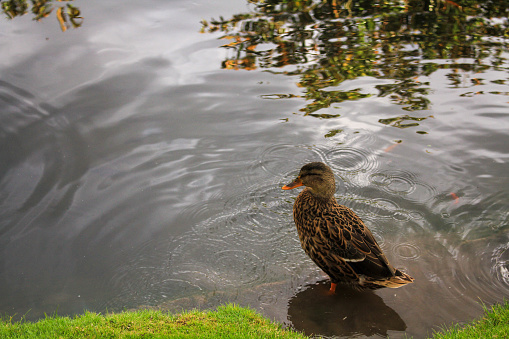 A tranquil scene capturing a duck gracefully standing in a shallow pond amidst a gentle rain, with ripples on the water surface. The foreground is adorned with vibrant green grass, creating a harmonious natural composition.