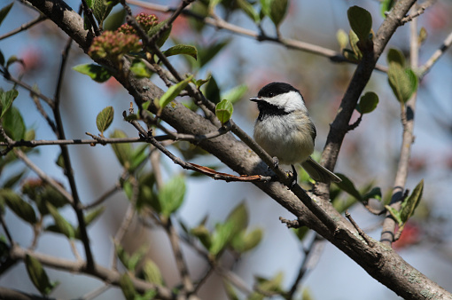 A chickadee perches on a tree branch surrounded by sprouting green leaves, showcasing the beauty of nature's harmony in the spring.