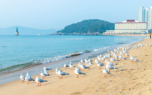 Seafull birds view on the Haeundae beach, Busan, South Korea.