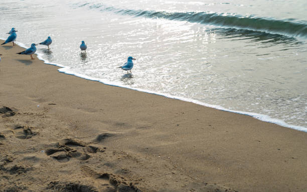 Seafull birds view on the Haeundae beach, Busan, South Korea.