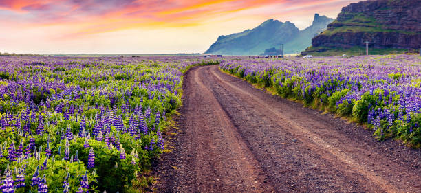 istock Colorful summer sunset with a country road. 2053226515