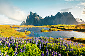 Attractive summer view of Blooming lupine flowers on the Stokksnes headland with Vestrahorn (Batman) mountain on background, southeastern Iceland, Europe. Instagram filter toned.