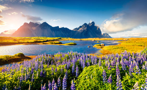 Blooming lupine flowers on the Stokksnes headland 스톡 사진