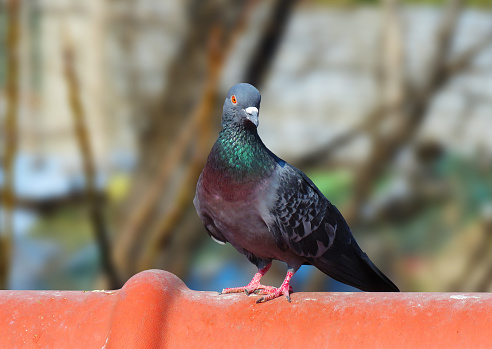 Rock Pigeon on the roof, great details of a pigeon.