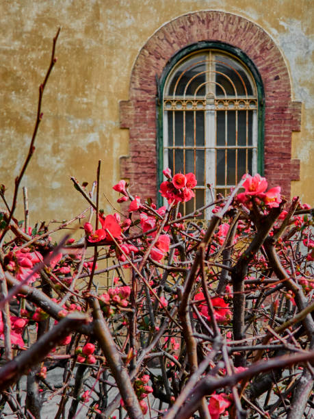 Blooming Cydonia stock photo