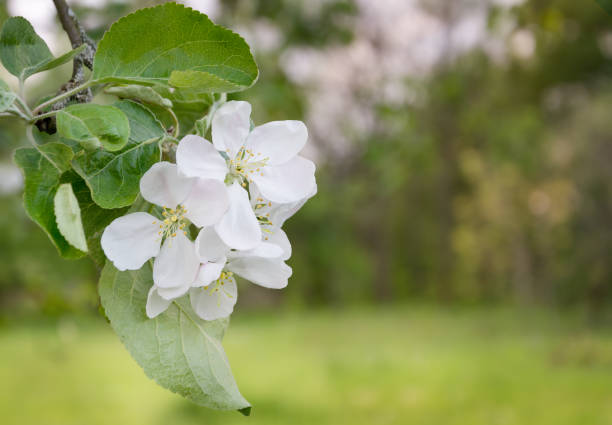 Blooming apple tree branch in the spring garden. Close-up of white flowers on a tree. Spring background with copy space